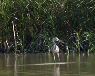 Great Blue Heron 0284